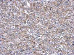 Invitrogen PAICS Polyclonal Antibody 100 &mu;L | Buy Online | Invitrogen&trade; | Fisher Scientific