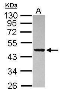 Invitrogen PAICS Polyclonal Antibody 100 &mu;L | Buy Online | Invitrogen&trade; | Fisher Scientific