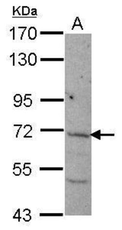 Invitrogen NCLN Polyclonal Antibody 100 &mu;L | Buy Online | Invitrogen&trade; | Fisher Scientific