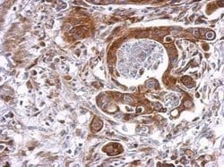 Invitrogen Cyclophilin B Polyclonal Antibody 100 &mu;L; Unconjugated:Antibodies,