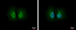 PSME1 Polyclonal Antibody, Invitrogen 100 &mu;L; Unconjugated:Antibodies,