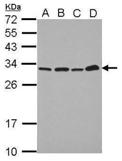 PSME1 Polyclonal Antibody, Invitrogen 100 &mu;L; Unconjugated:Antibodies,