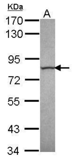 Invitrogen Calpain 13 Polyclonal Antibody 100 μL; Unconjugated:Antibodies,