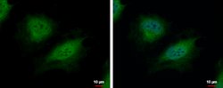 Invitrogen CSRP2BP Polyclonal Antibody 100 μL; Unconjugated:Antibodies,