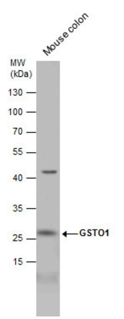 Invitrogen GST Omega 1 140A Polyclonal Antibody 100 &mu;L; Unconjugated:Antibodies,