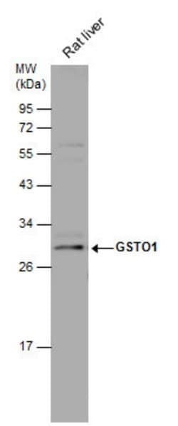 Invitrogen GST Omega 1 140A Polyclonal Antibody 100 &mu;L; Unconjugated:Antibodies,