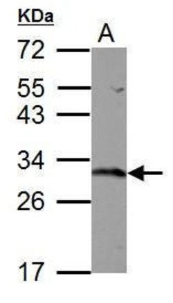 Invitrogen GST Omega 1 140A Polyclonal Antibody 100 &mu;L; Unconjugated:Antibodies,