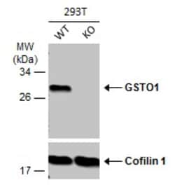 Invitrogen GST Omega 1 140A Polyclonal Antibody 100 &mu;L; Unconjugated:Antibodies,