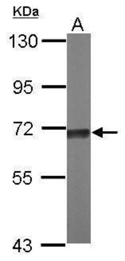 Invitrogen TKTL2 Polyclonal Antibody 100 &mu;L; Unconjugated:Antibodies,