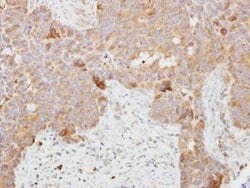 Invitrogen DCI Polyclonal Antibody 100 &mu;L; Unconjugated:Antibodies,
