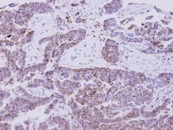 Invitrogen eIF1AY Polyclonal Antibody 100 &mu;L; Unconjugated:Antibodies,