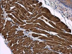 Invitrogen SAMM50 Polyclonal Antibody 100 &mu;L; Unconjugated:Antibodies,