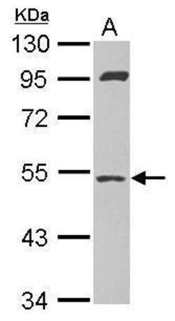 Invitrogen SAMM50 Polyclonal Antibody 100 &mu;L; Unconjugated:Antibodies,