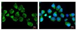 Invitrogen SNX5 Polyclonal Antibody 100 μL; Unconjugated:Antibodies,