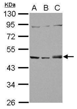 Invitrogen SNX5 Polyclonal Antibody 100 μL; Unconjugated:Antibodies,