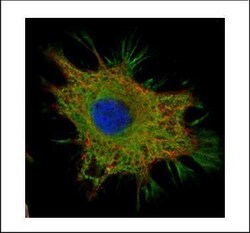 Invitrogen Ymer Polyclonal Antibody 100 &mu;L | Buy Online | Invitrogen&trade; | Fisher Scientific