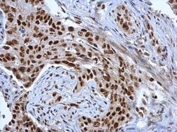Invitrogen DDX39 Polyclonal Antibody 100 &mu;L; Unconjugated:Antibodies,