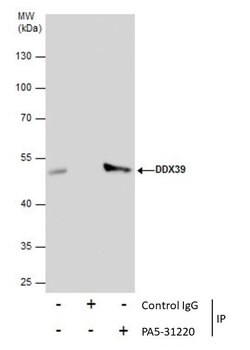 Invitrogen DDX39 Polyclonal Antibody 100 &mu;L; Unconjugated:Antibodies,