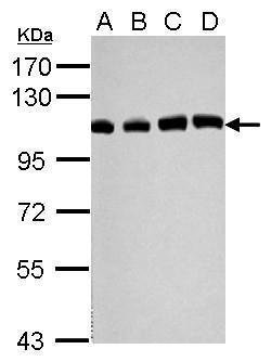 Invitrogen USP13 Polyclonal Antibody 100 &mu;L; Unconjugated:Antibodies,