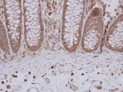 Invitrogen GTPBP9 Polyclonal Antibody 100 &mu;L; Unconjugated:Antibodies,