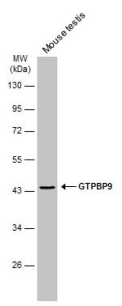 Invitrogen GTPBP9 Polyclonal Antibody 100 &mu;L; Unconjugated:Antibodies,
