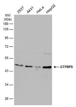 Invitrogen GTPBP9 Polyclonal Antibody 100 &mu;L; Unconjugated:Antibodies,