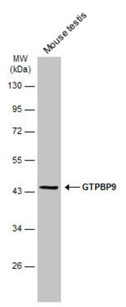 Invitrogen GTPBP9 Polyclonal Antibody 100 &mu;L; Unconjugated:Antibodies,