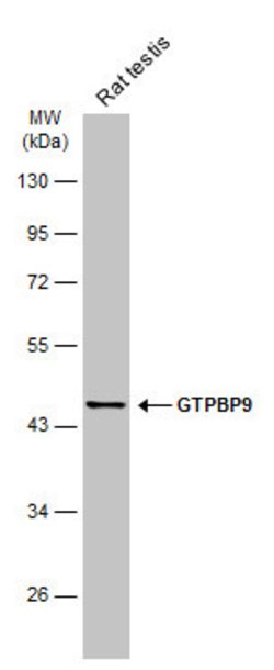 Invitrogen GTPBP9 Polyclonal Antibody 100 &mu;L; Unconjugated:Antibodies,