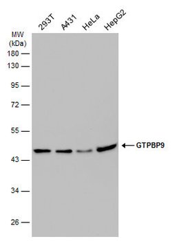 Invitrogen GTPBP9 Polyclonal Antibody 100 &mu;L; Unconjugated:Antibodies,