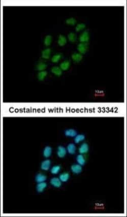 Invitrogen MINA53 Polyclonal Antibody 100 &mu;L; Unconjugated:Antibodies,