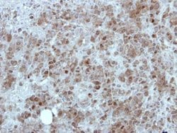 Invitrogen MINA53 Polyclonal Antibody 100 &mu;L; Unconjugated:Antibodies,