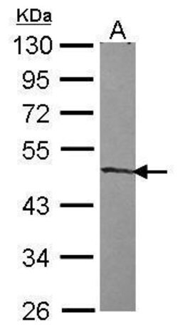 Invitrogen ZNF239 Polyclonal Antibody 100 μL; Unconjugated:Antibodies,