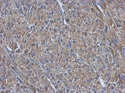 Invitrogen PRPSAP2 Polyclonal Antibody 100 &mu;L; Unconjugated:Antibodies,