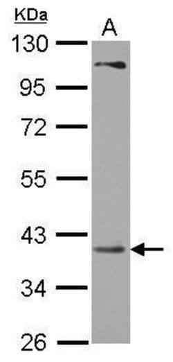 Invitrogen PRPSAP2 Polyclonal Antibody 100 &mu;L; Unconjugated:Antibodies,