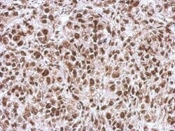 Invitrogen WBP11 Polyclonal Antibody 100 &mu;L; Unconjugated:Antibodies,