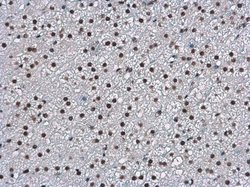 Invitrogen WBP11 Polyclonal Antibody 100 &mu;L; Unconjugated:Antibodies,