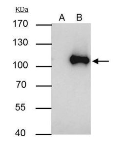 Invitrogen WBP11 Polyclonal Antibody 100 &mu;L; Unconjugated:Antibodies,
