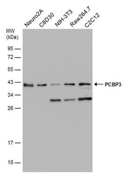 PCBP3 Polyclonal Antibody:Antibodies, Polyclonal
