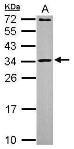Invitrogen MRPL10 Polyclonal Antibody 100 &mu;L; Unconjugated:Antibodies,