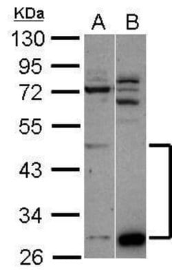Invitrogen ZNF410 Polyclonal Antibody 100 &mu;L; Unconjugated:Antibodies,