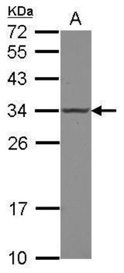 Invitrogen POLR2C Polyclonal Antibody 100 &mu;L; Unconjugated:Antibodies,