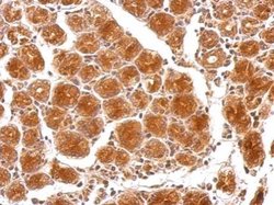 Invitrogen HAUS6 Polyclonal Antibody 100 &mu;L | Buy Online | Invitrogen&trade; | Fisher Scientific