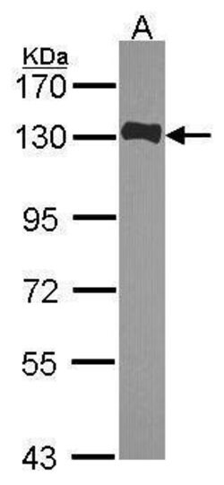 Invitrogen HAUS6 Polyclonal Antibody 100 &mu;L | Buy Online | Invitrogen&trade; | Fisher Scientific