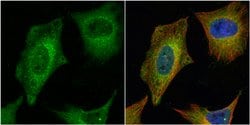 HAUS2 Polyclonal Antibody:Antibodies, Polyclonal