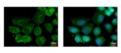 HAUS2 Polyclonal Antibody:Antibodies, Polyclonal