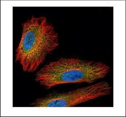 Invitrogen NEK2 Polyclonal Antibody 100 &mu;L; Unconjugated:Antibodies,