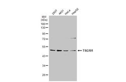 Invitrogen TSG101 Polyclonal Antibody 100 &mu;L; Unconjugated:Antibodies,