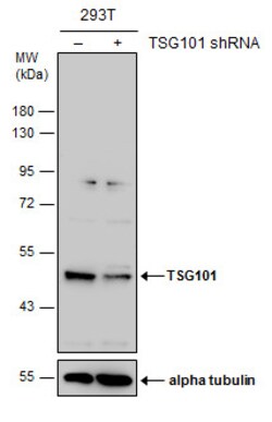 Invitrogen TSG101 Polyclonal Antibody 100 &mu;L; Unconjugated:Antibodies,