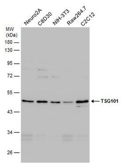 Invitrogen TSG101 Polyclonal Antibody 100 &mu;L; Unconjugated:Antibodies,