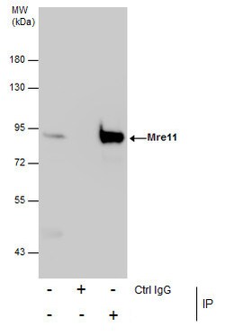 Invitrogen MRE11 Polyclonal Antibody 100 &mu;L; Unconjugated:Antibodies,